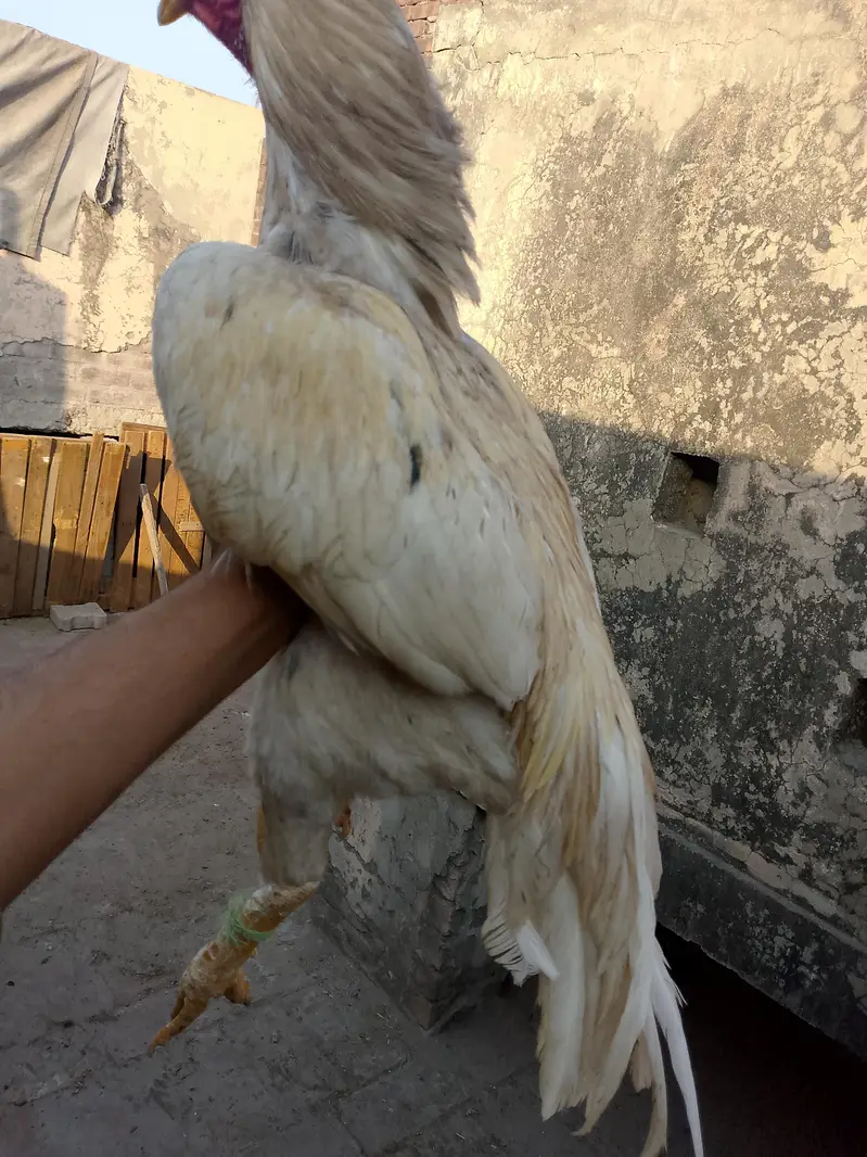 Aseel male — photo 5