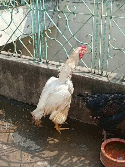 chicks