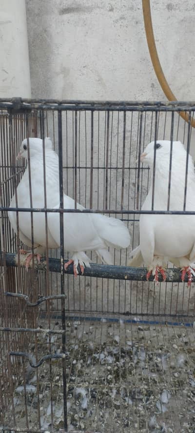 Lakha, Fancy Long Pomoz or Fancy Breeder Pair