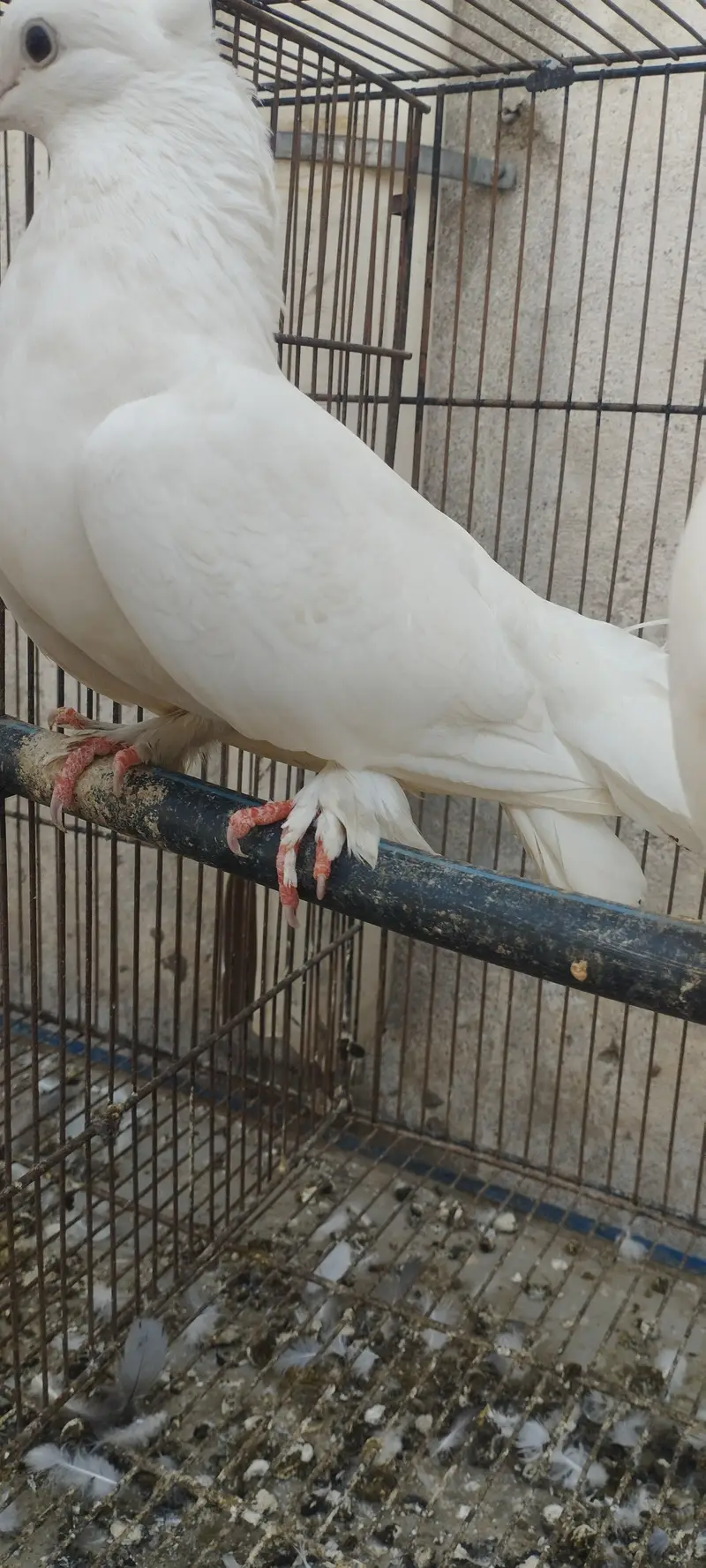Lakha, Fancy Long Pomoz or Fancy Breeder Pair — photo 2