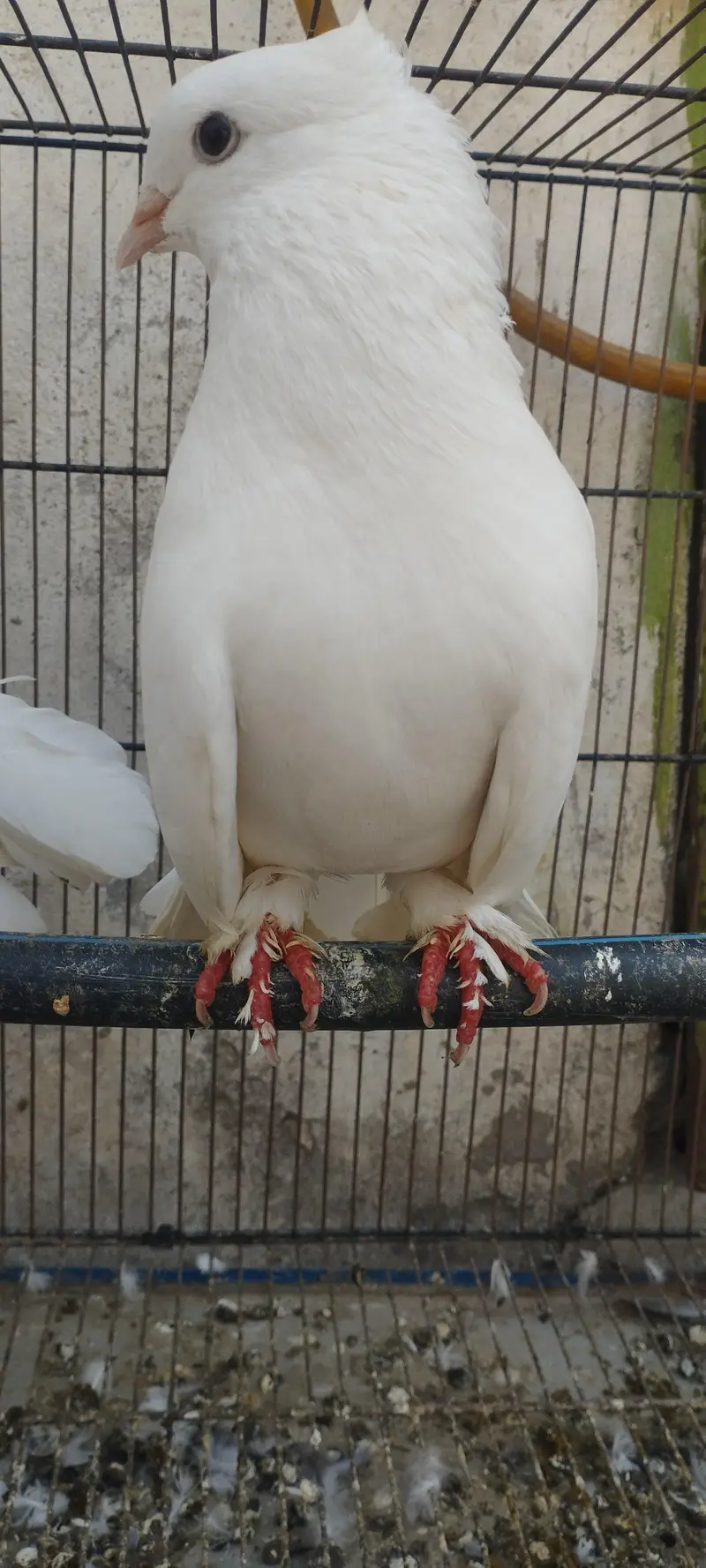 Lakha, Fancy Long Pomoz or Fancy Breeder Pair — photo 3