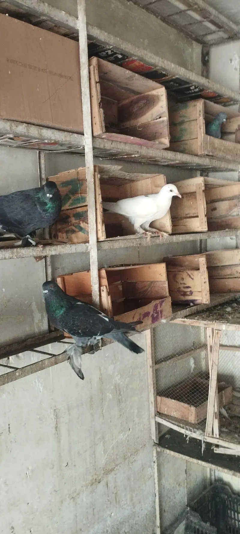 Lakha, Fancy Long Pomoz or Fancy Breeder Pair — photo 4