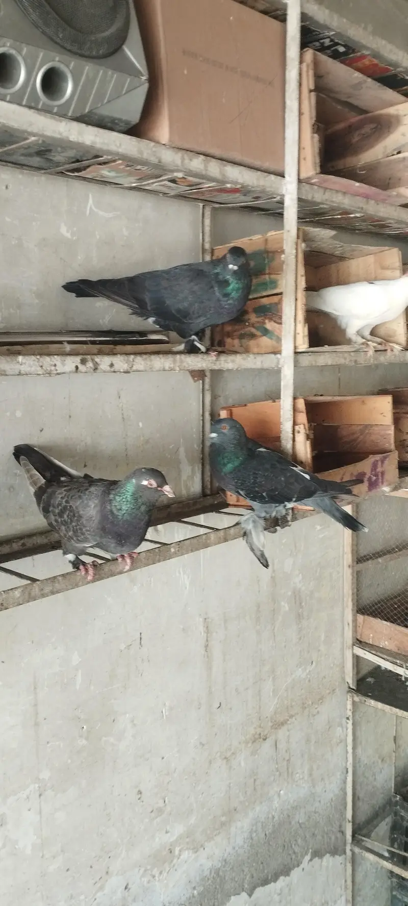 Lakha, Fancy Long Pomoz or Fancy Breeder Pair — photo 5
