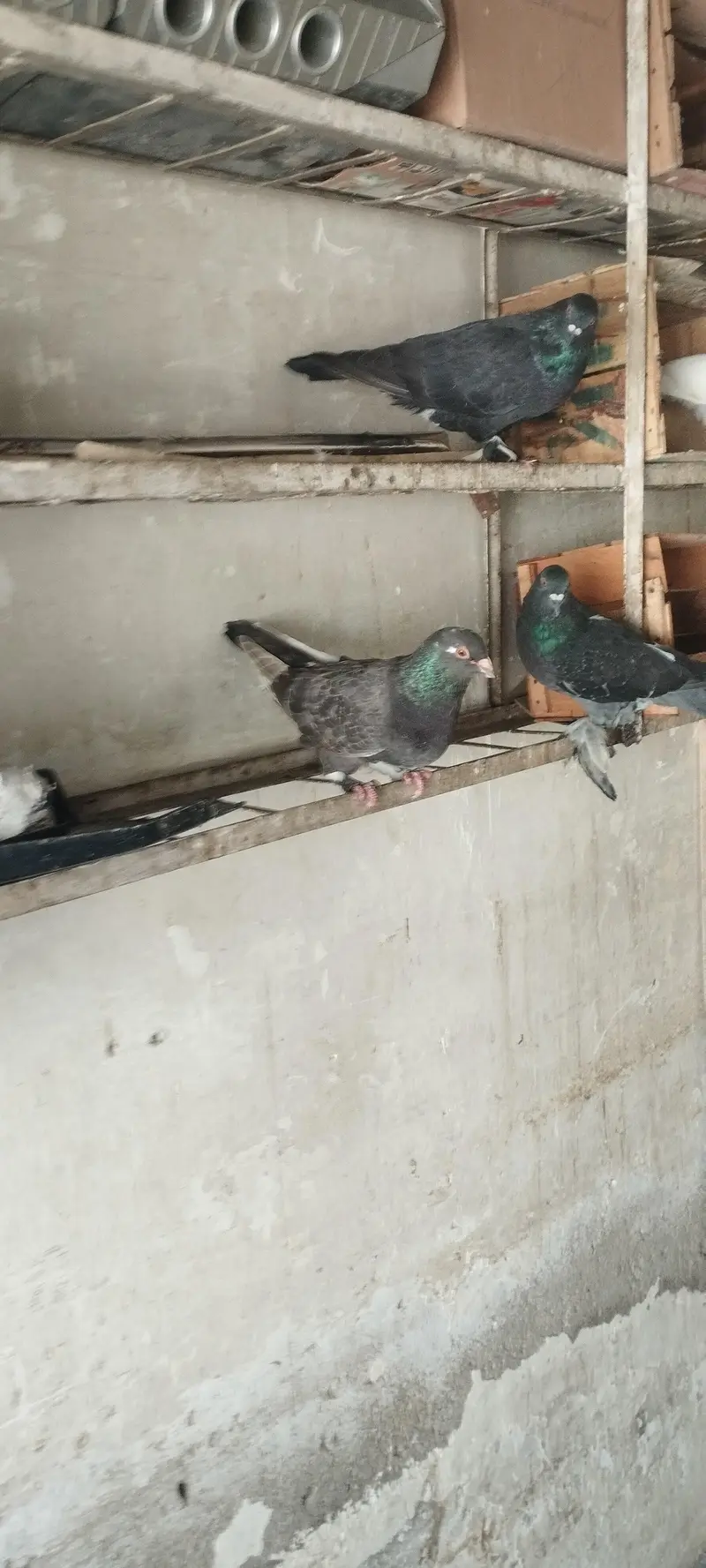 Lakha, Fancy Long Pomoz or Fancy Breeder Pair — photo 6