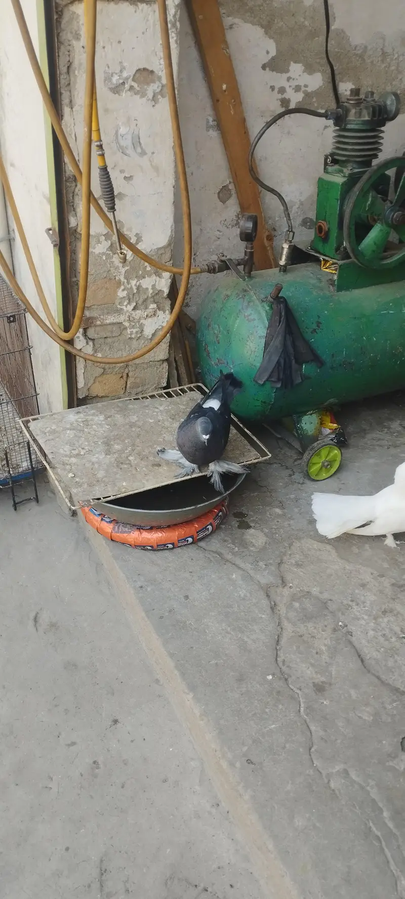 Lakha, Fancy Long Pomoz or Fancy Breeder Pair — photo 7