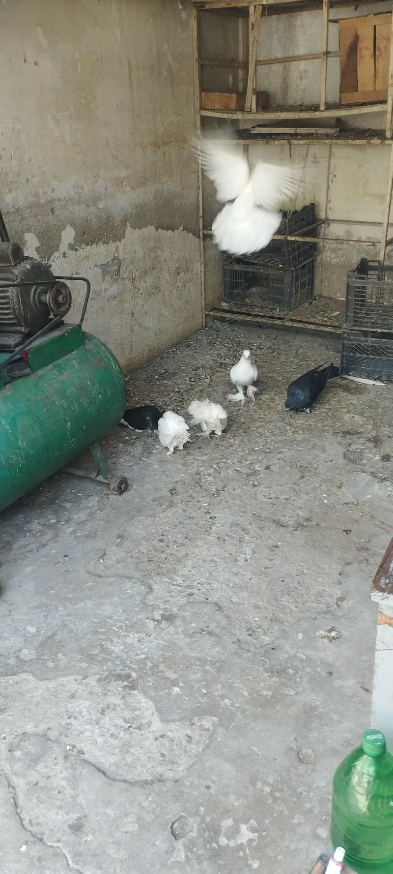Lakha, Fancy Long Pomoz or Fancy Breeder Pair — photo 9