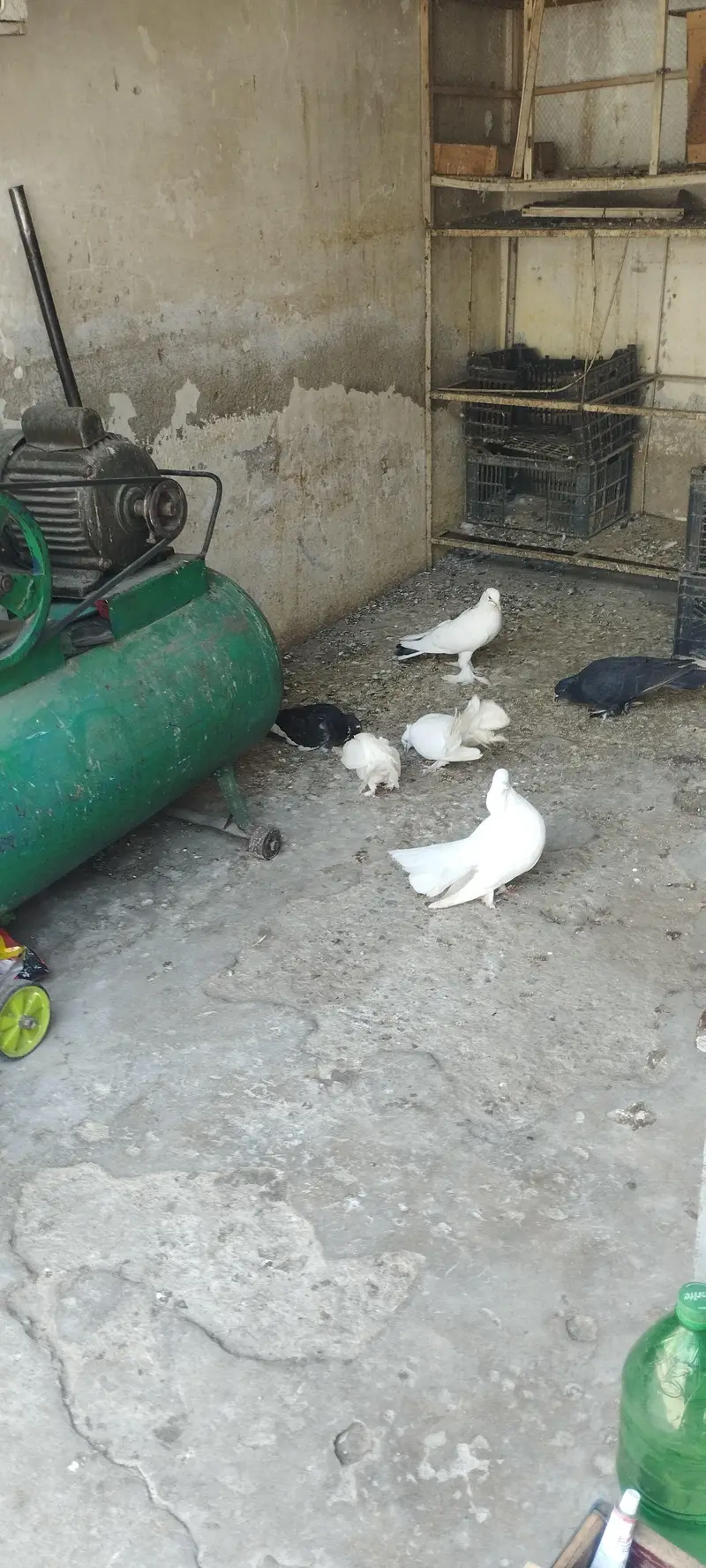 Lakha, Fancy Long Pomoz or Fancy Breeder Pair — photo 10