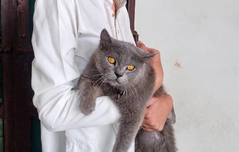 American British Shorthair