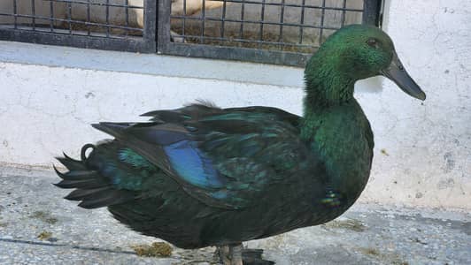 Black Cayuga Ducks