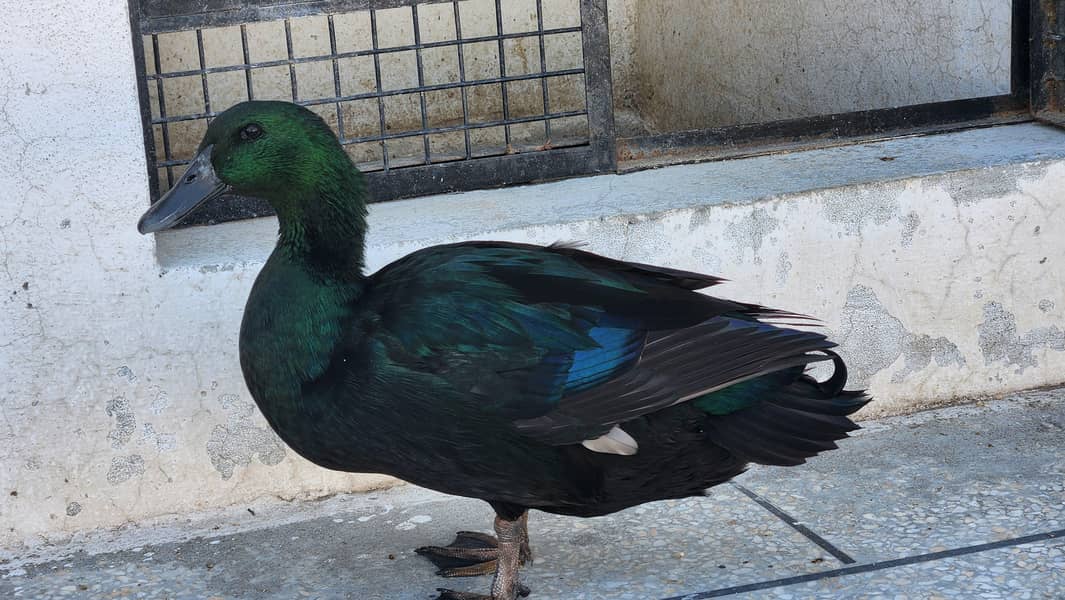 Black Cayuga Ducks 1