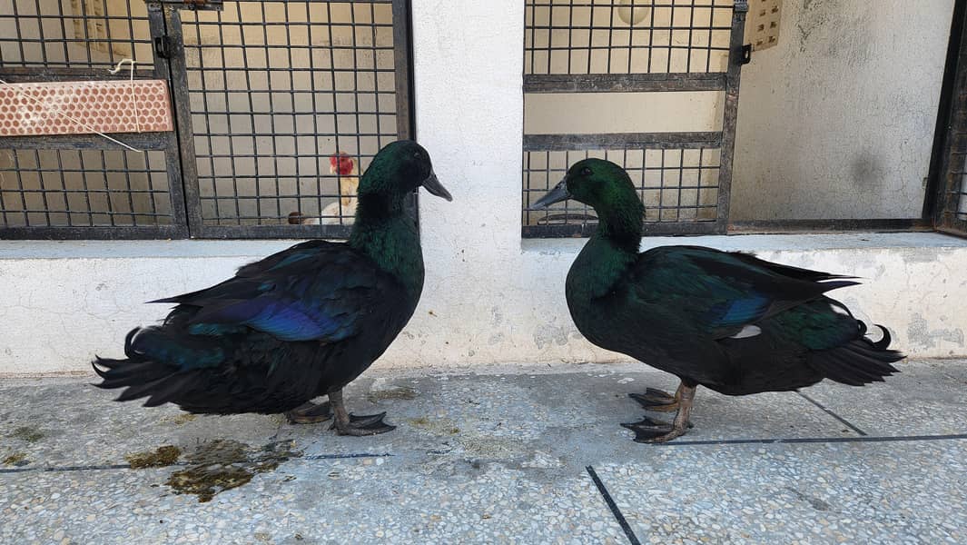 Black Cayuga Ducks 2