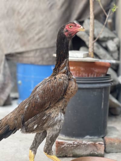 Aseel Shamu Female ready to breed
