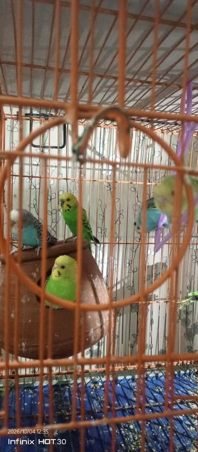 Austrillian parrot