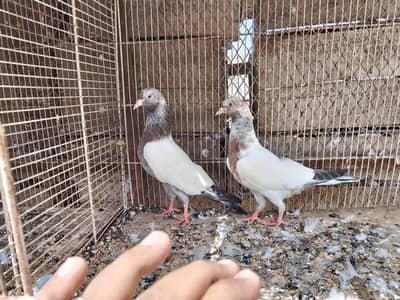 kabli and Patti wale pathay
