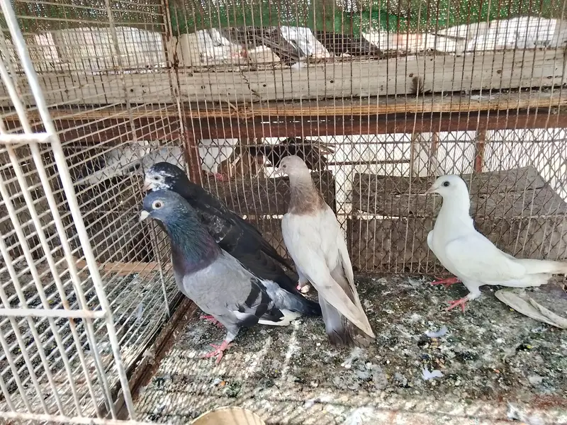 kabli and Patti wale pathay — photo 2