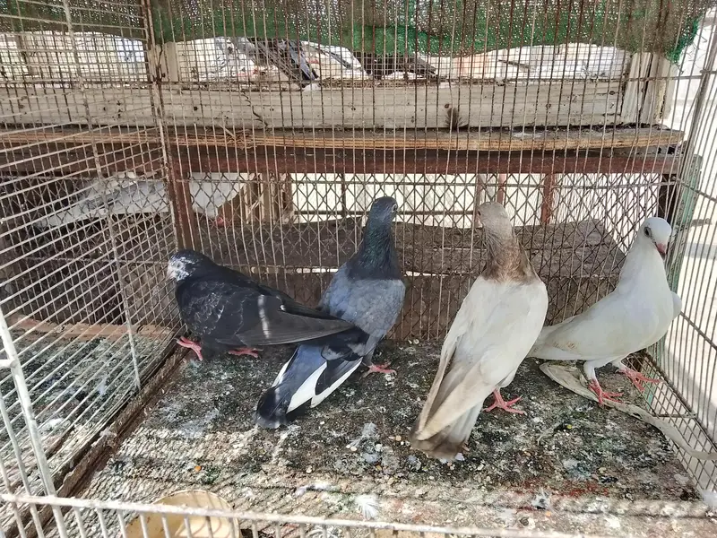 kabli and Patti wale pathay — photo 3