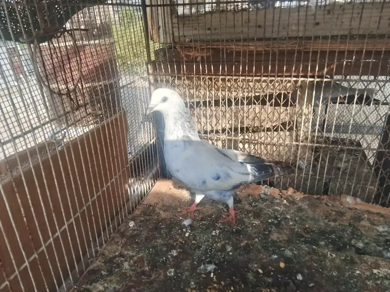 kabli and Patti wale pathay — photo 4