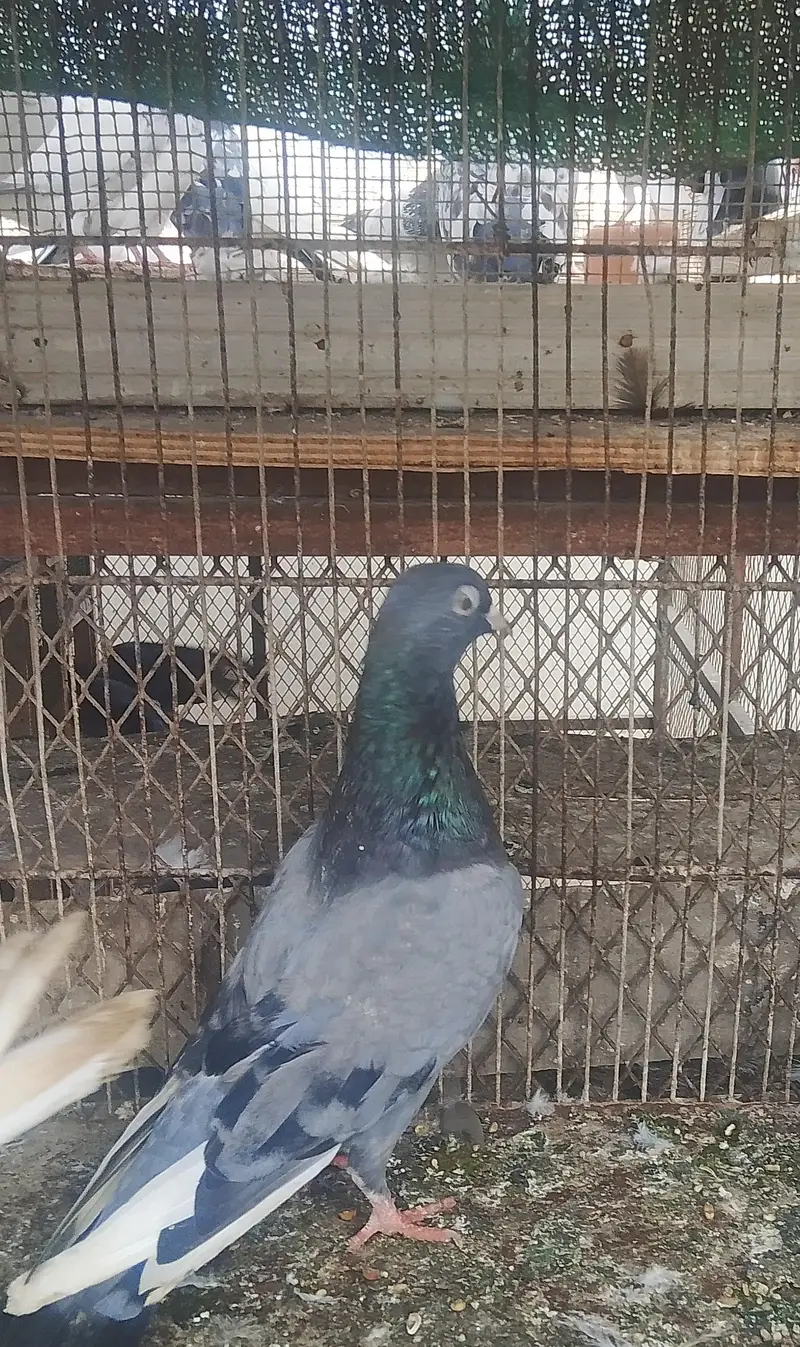 kabli and Patti wale pathay — photo 5
