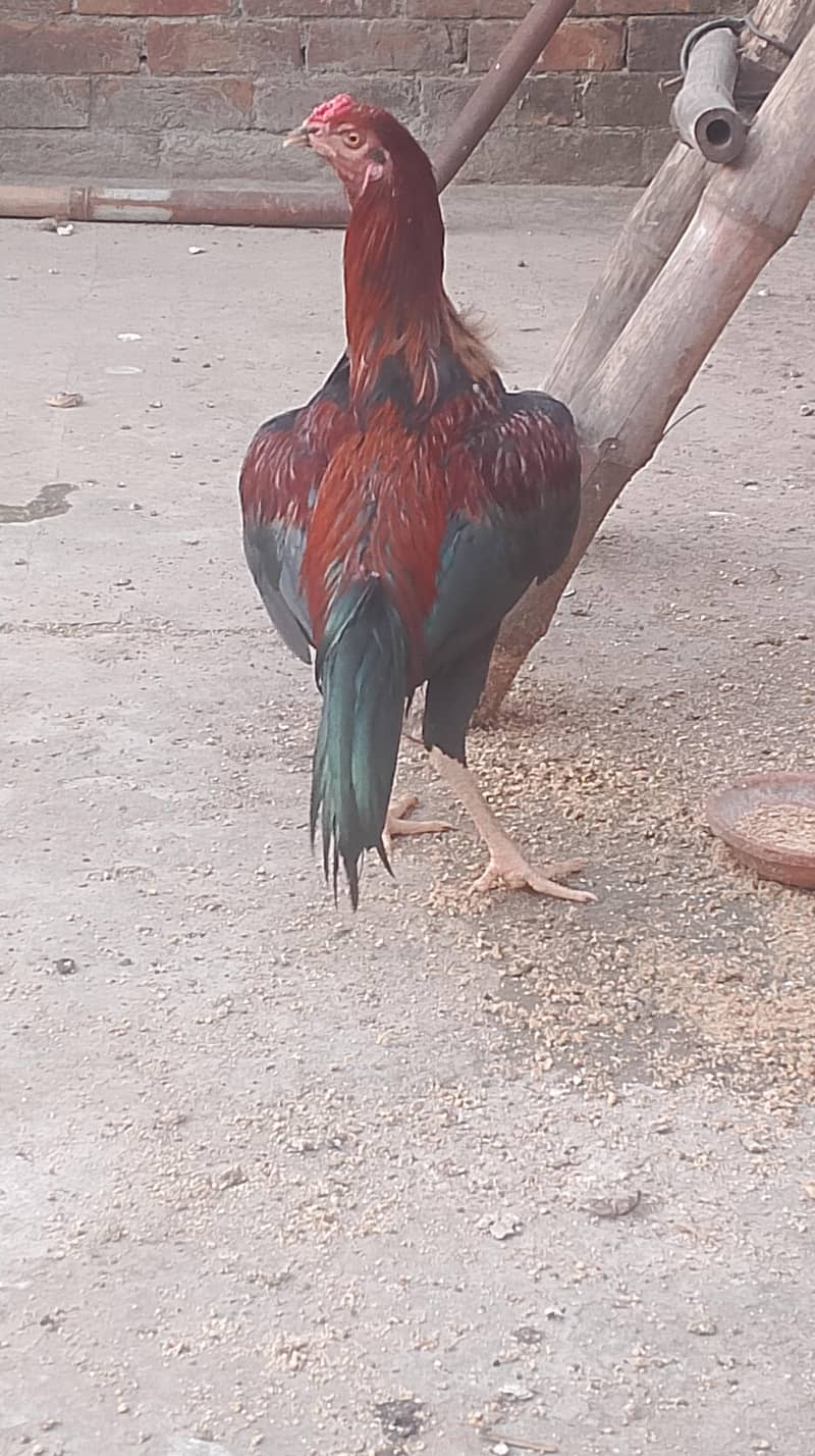 Sindhi lakhani 0