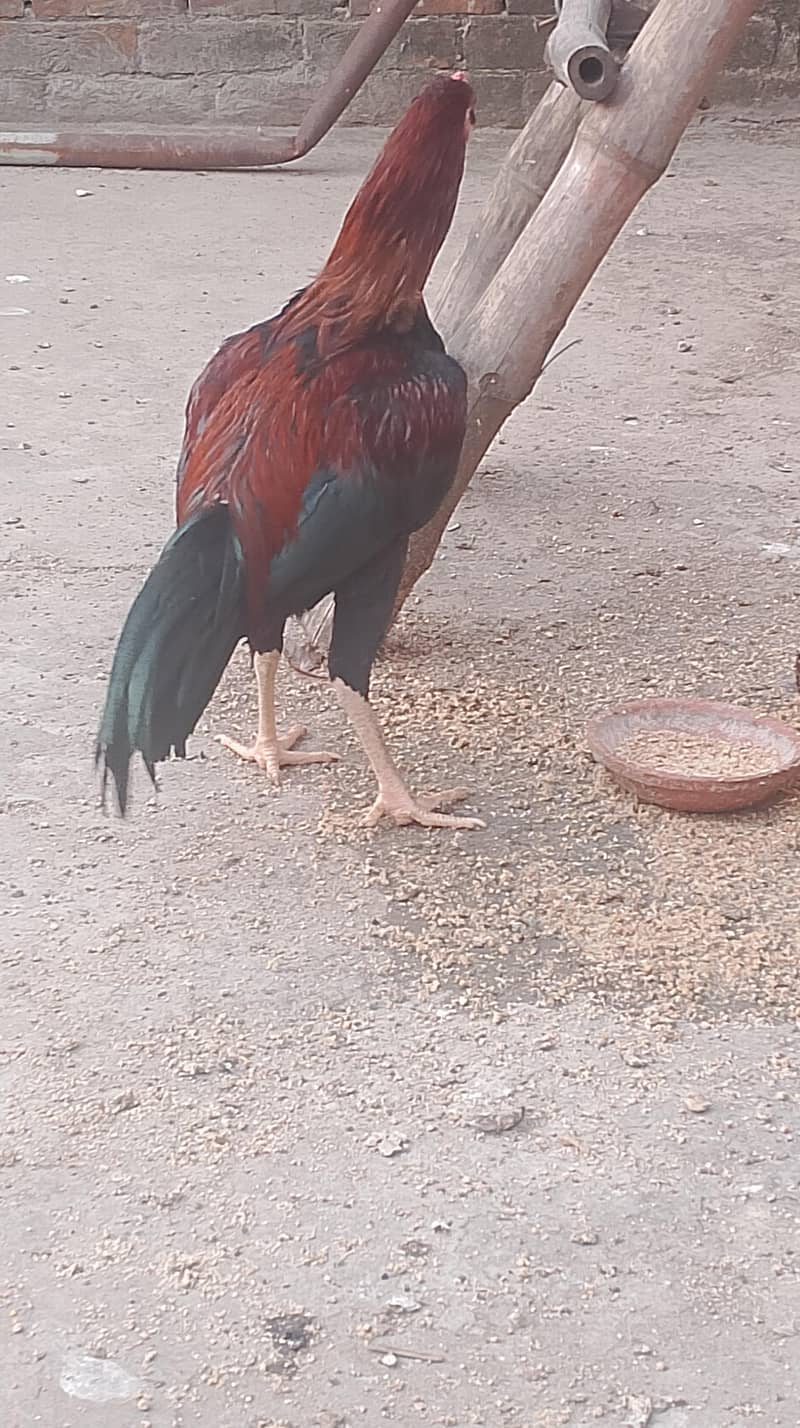 Sindhi lakhani 1