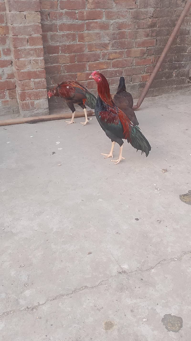 Sindhi lakhani 2