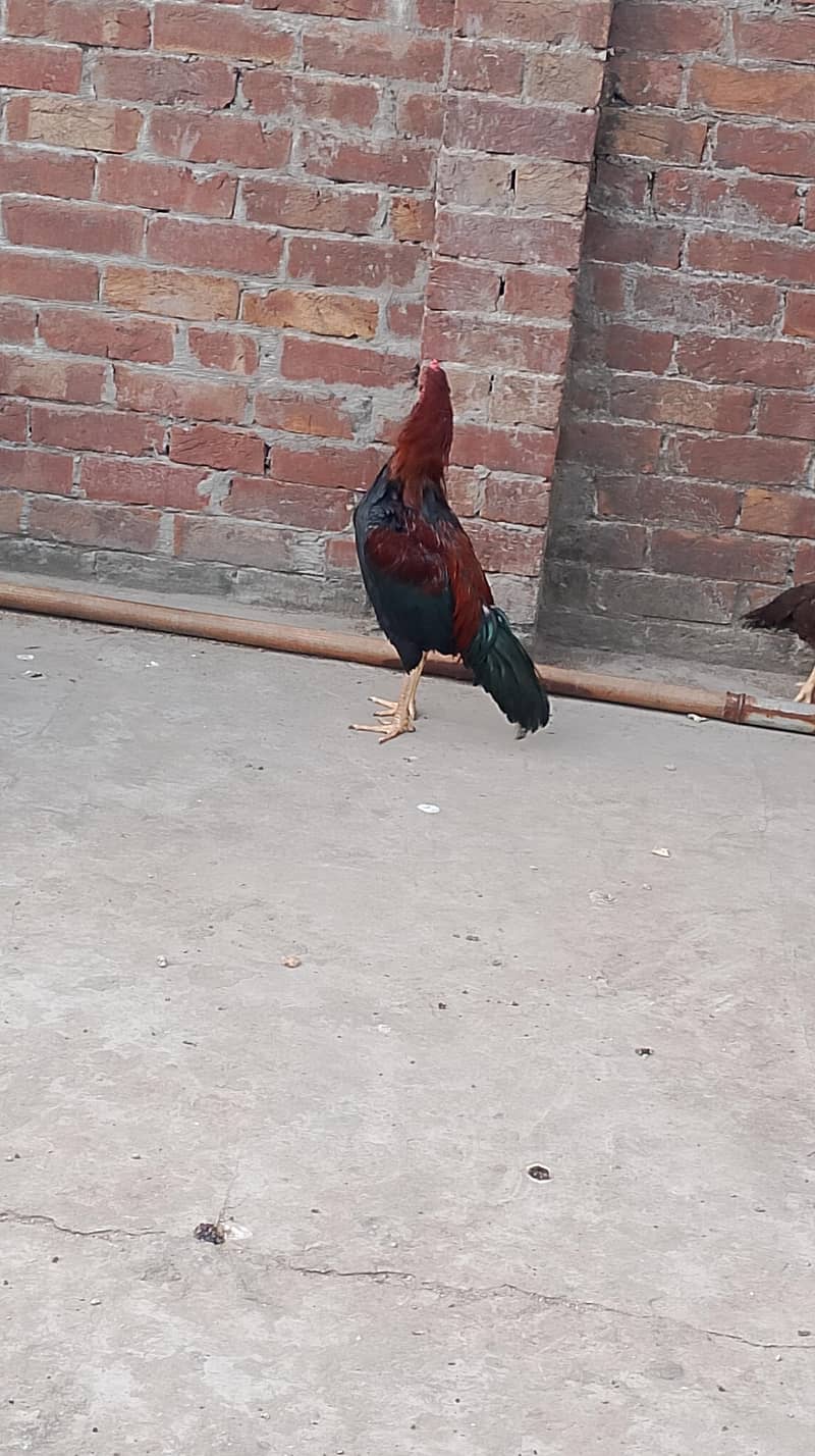 Sindhi lakhani 3