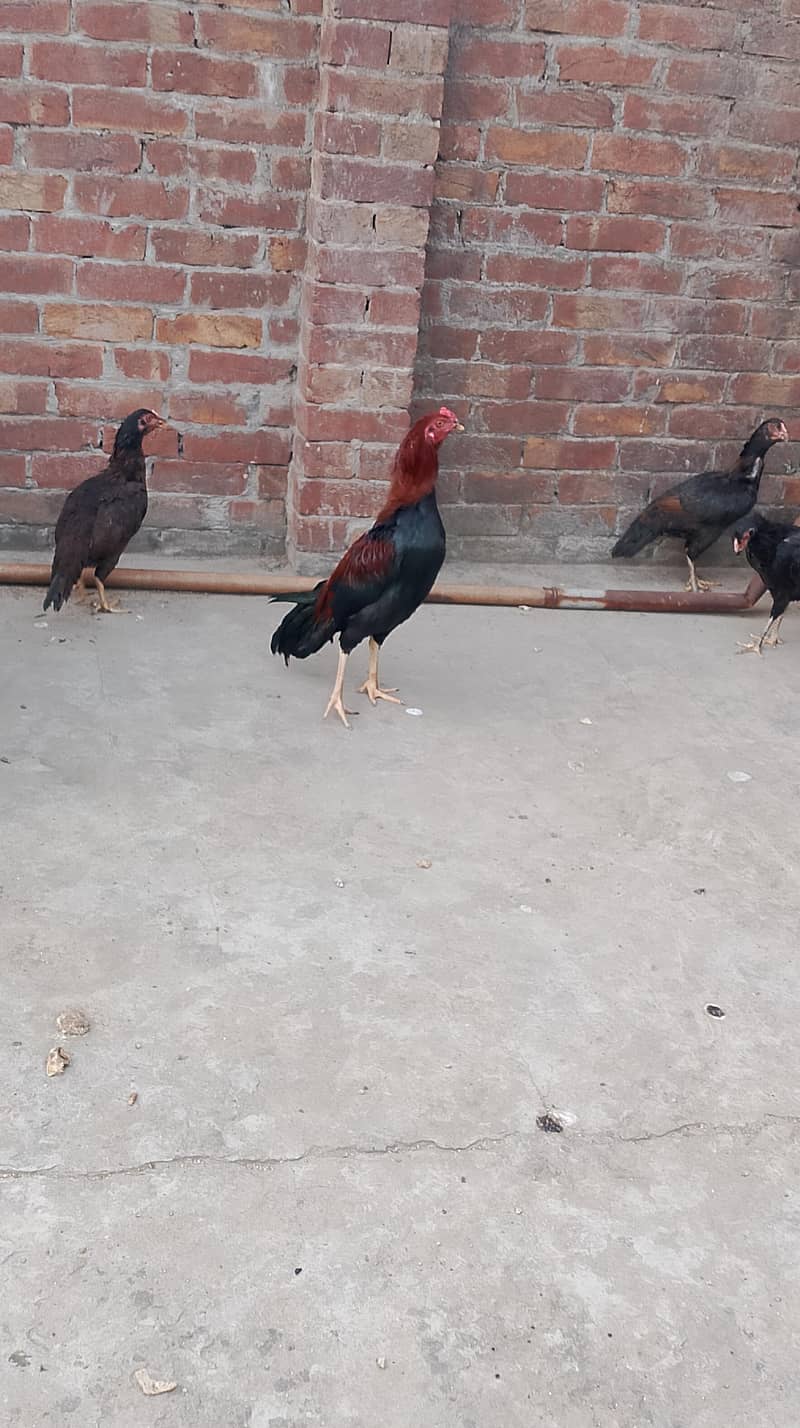 Sindhi lakhani 4