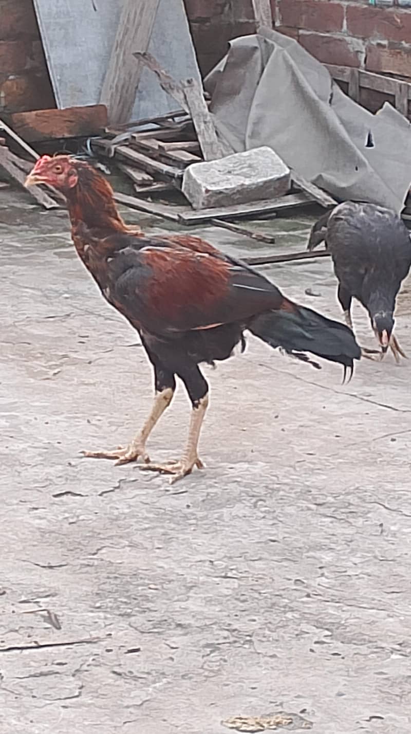 Sindhi lakhani 5