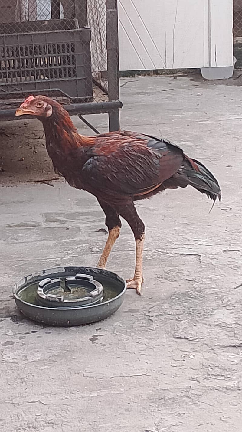 Sindhi lakhani 8