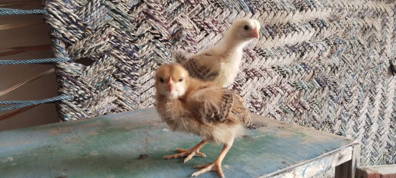 good chick 0