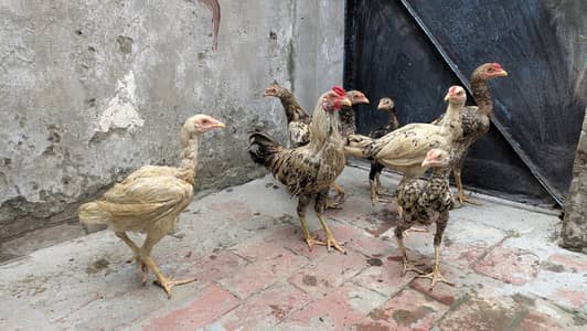 Aseel choozey for sale each 2500 achi breed hai
