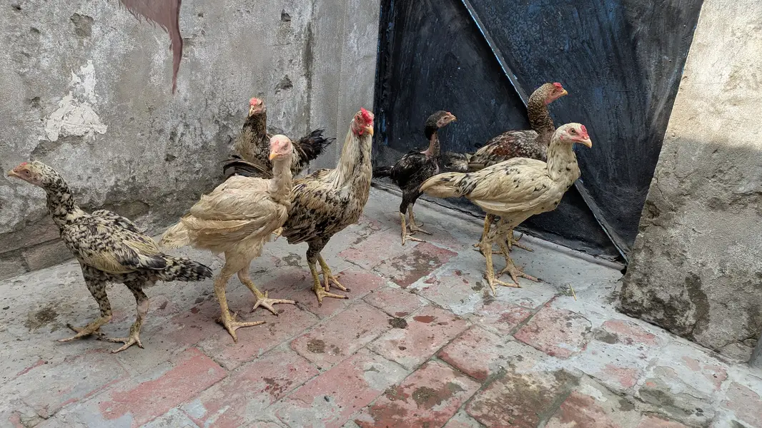 Aseel choozey for sale each 2500 achi breed hai — photo 2