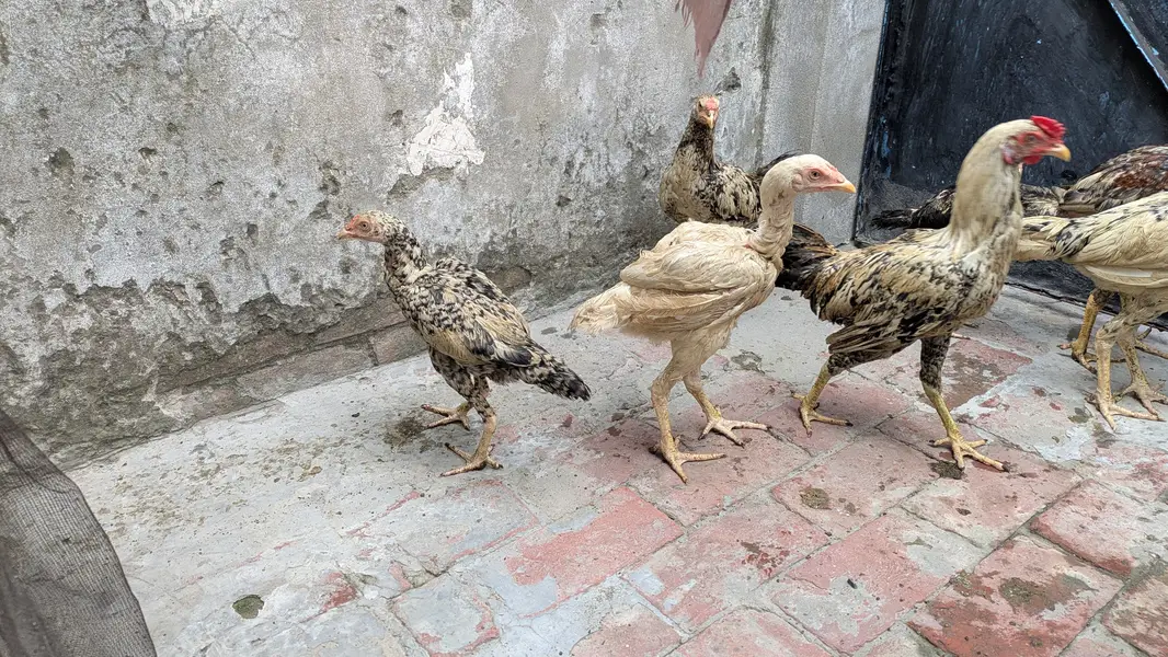 Aseel choozey for sale each 2500 achi breed hai — photo 3