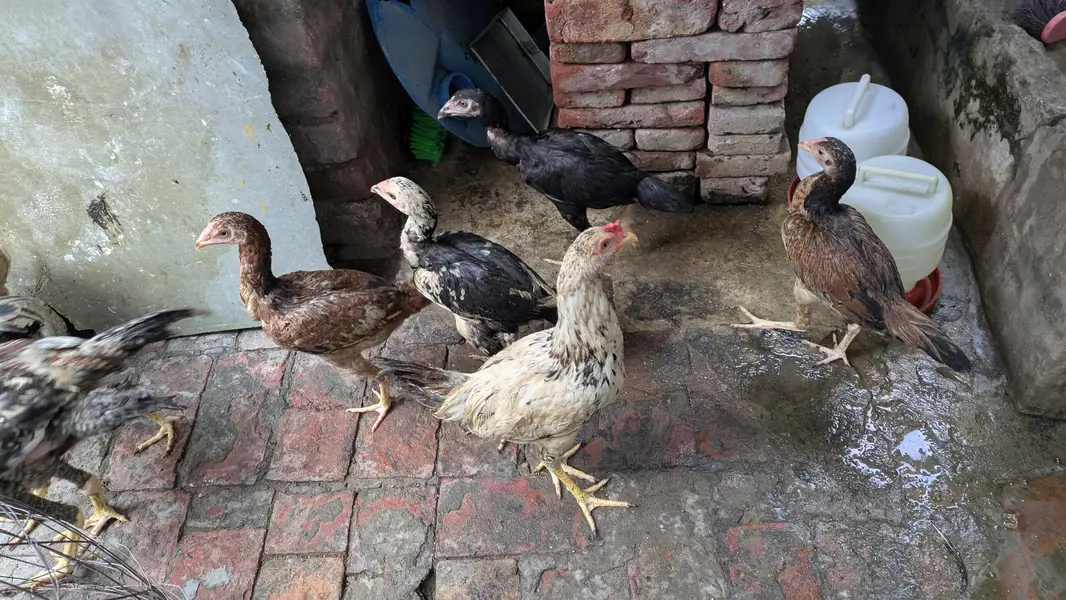 Aseel choozey for sale each 2500 achi breed hai — photo 4