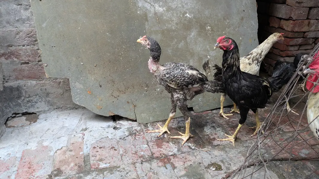 Aseel choozey for sale each 2500 achi breed hai — photo 5