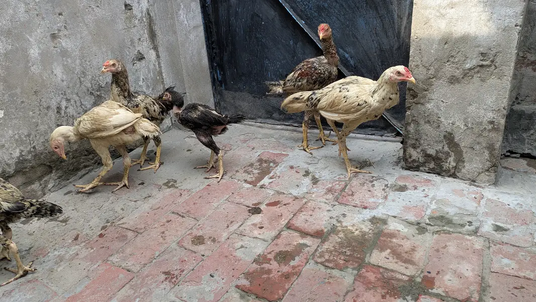 Aseel choozey for sale each 2500 achi breed hai — photo 6