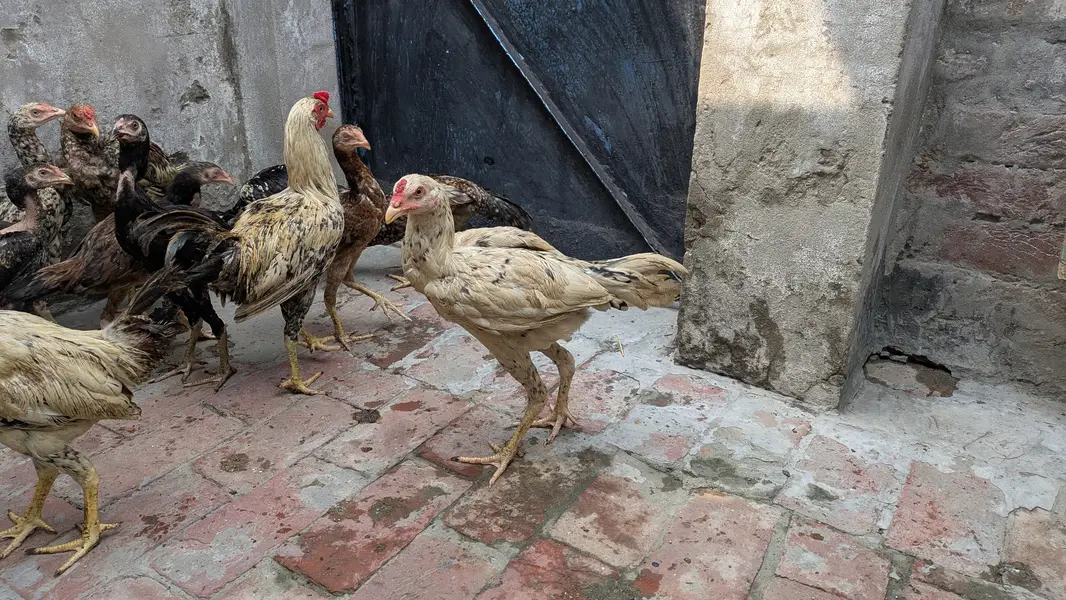 Aseel choozey for sale each 2500 achi breed hai — photo 7