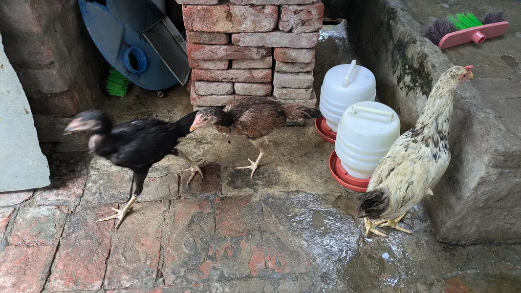 Aseel choozey for sale each 2500 achi breed hai — photo 8