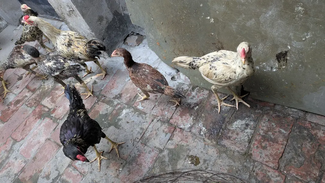 Aseel choozey for sale each 2500 achi breed hai — photo 9