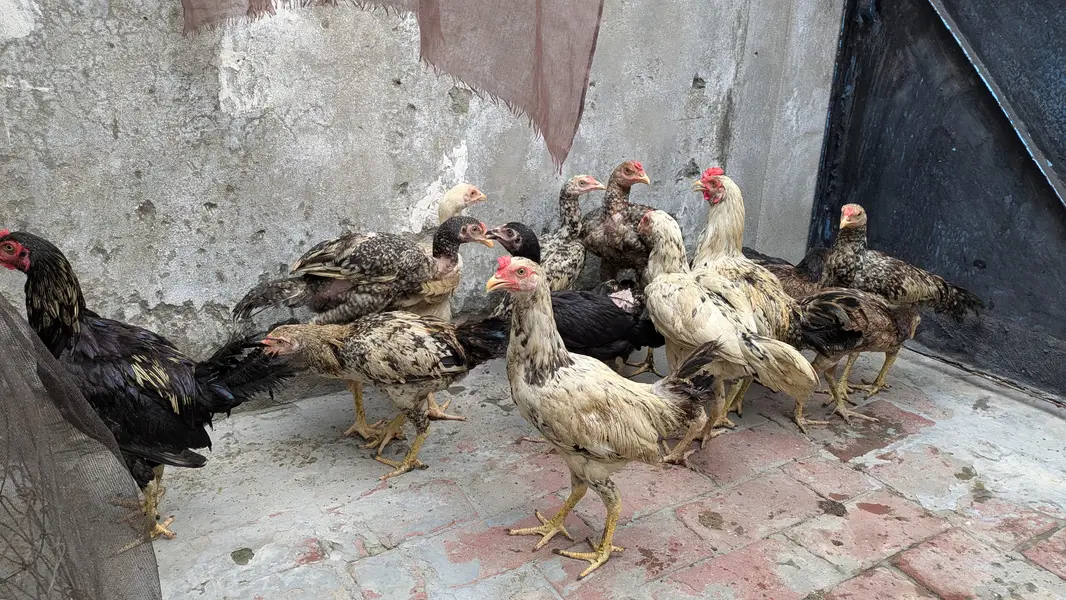Aseel choozey for sale each 2500 achi breed hai — photo 10