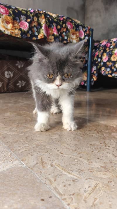 kittens cat pair