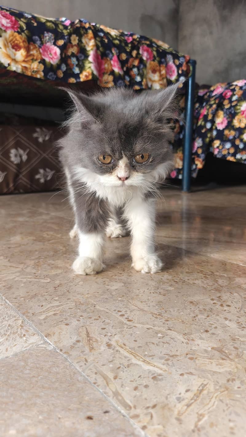 kittens cat pair 0