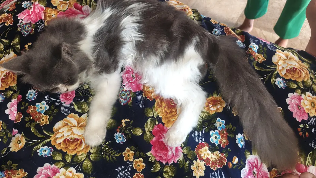 kittens cat pair — photo 2