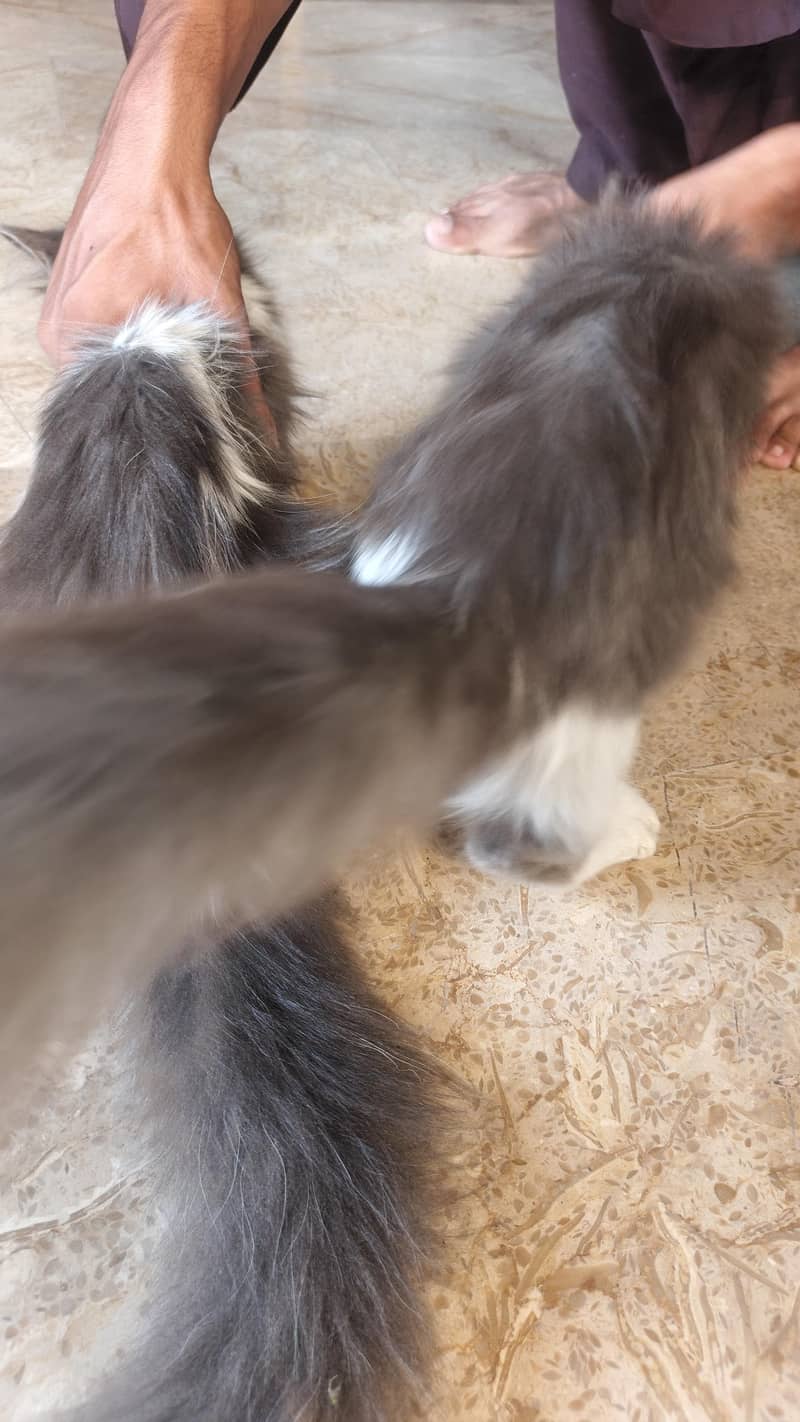 kittens cat pair 2