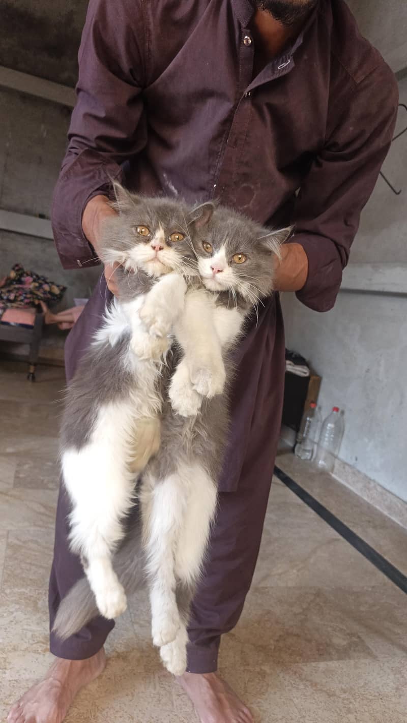 kittens cat pair 3