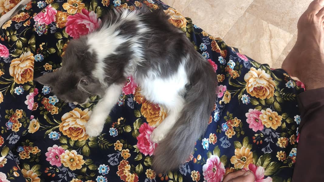kittens cat pair 4