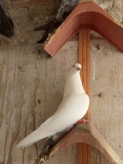 High fly peigon sale malir