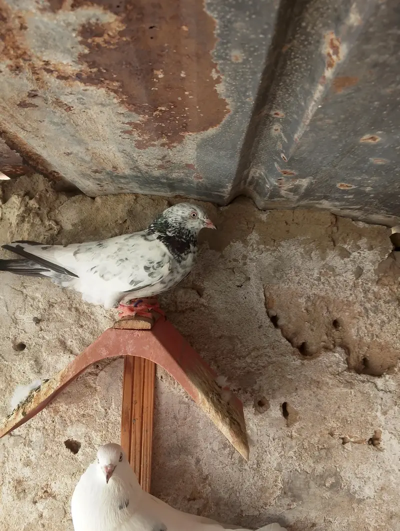 High fly peigon sale malir — photo 2