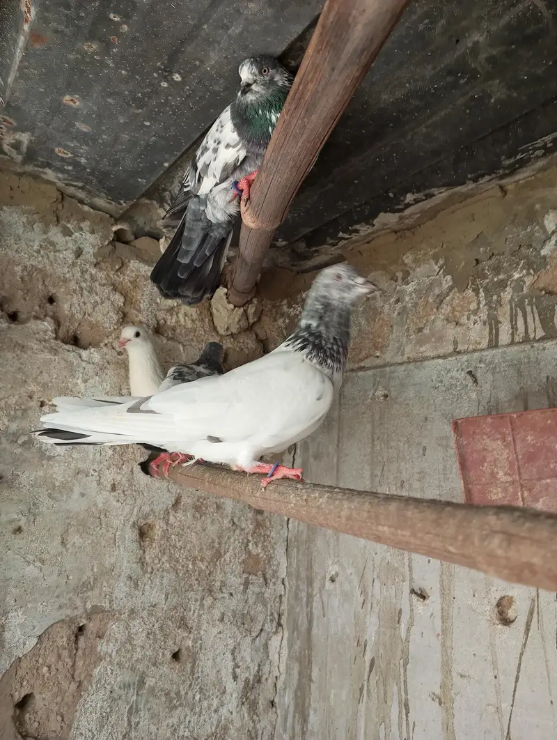 High fly peigon sale malir — photo 3