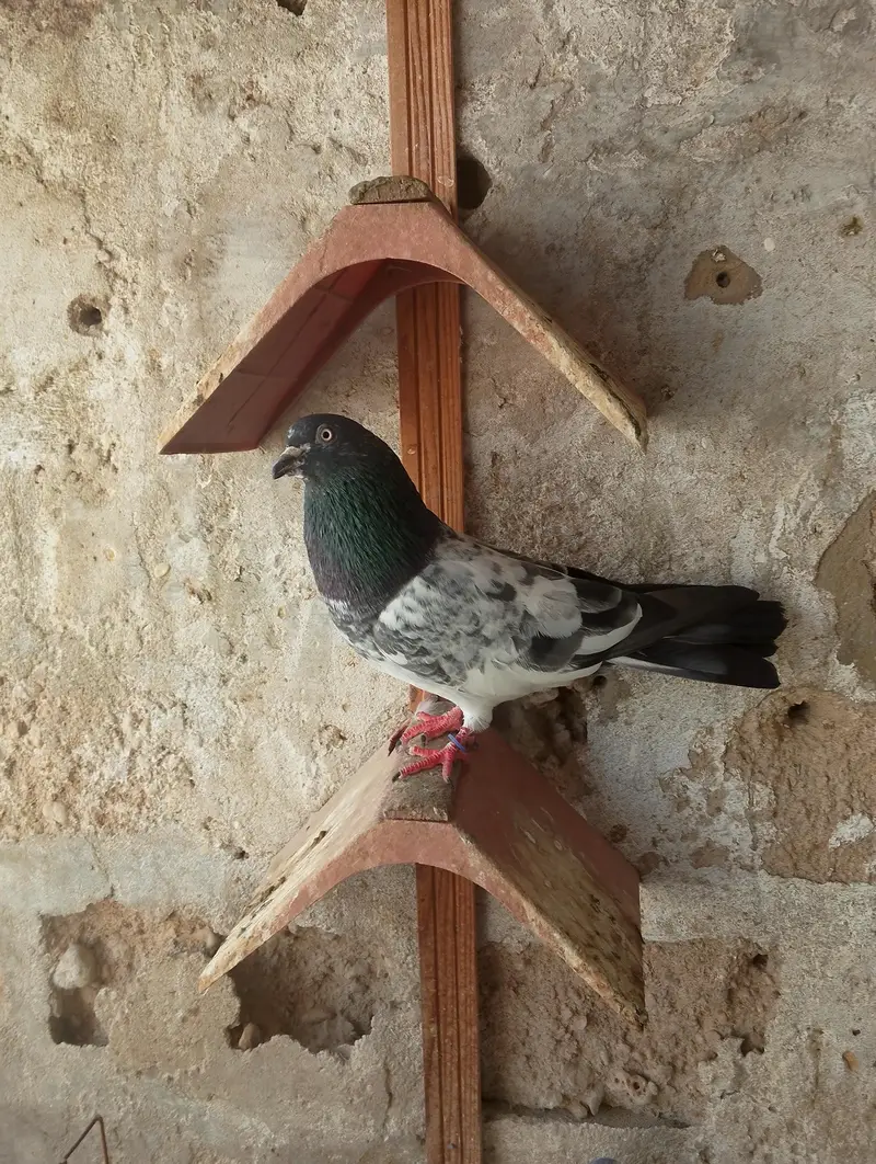 High fly peigon sale malir — photo 4